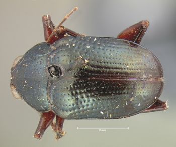 Media type: image; Entomology 9796   Aspect: habitus dorsal view